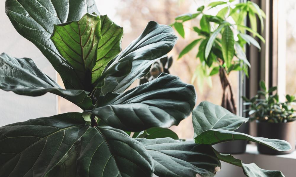 Fiddle-leaf fig