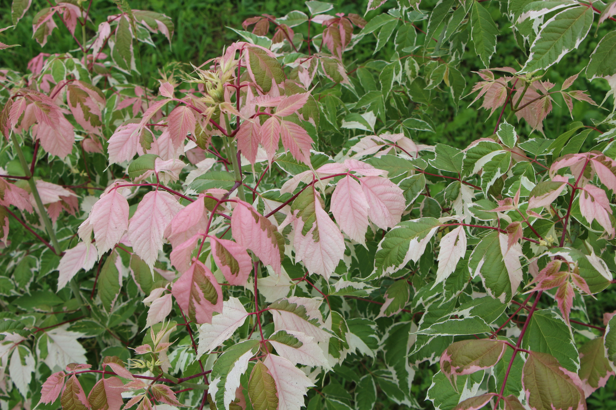 Focus On Color The Best Pink Plants To Add To Your Garden HappySprout   Flamingo Maple 