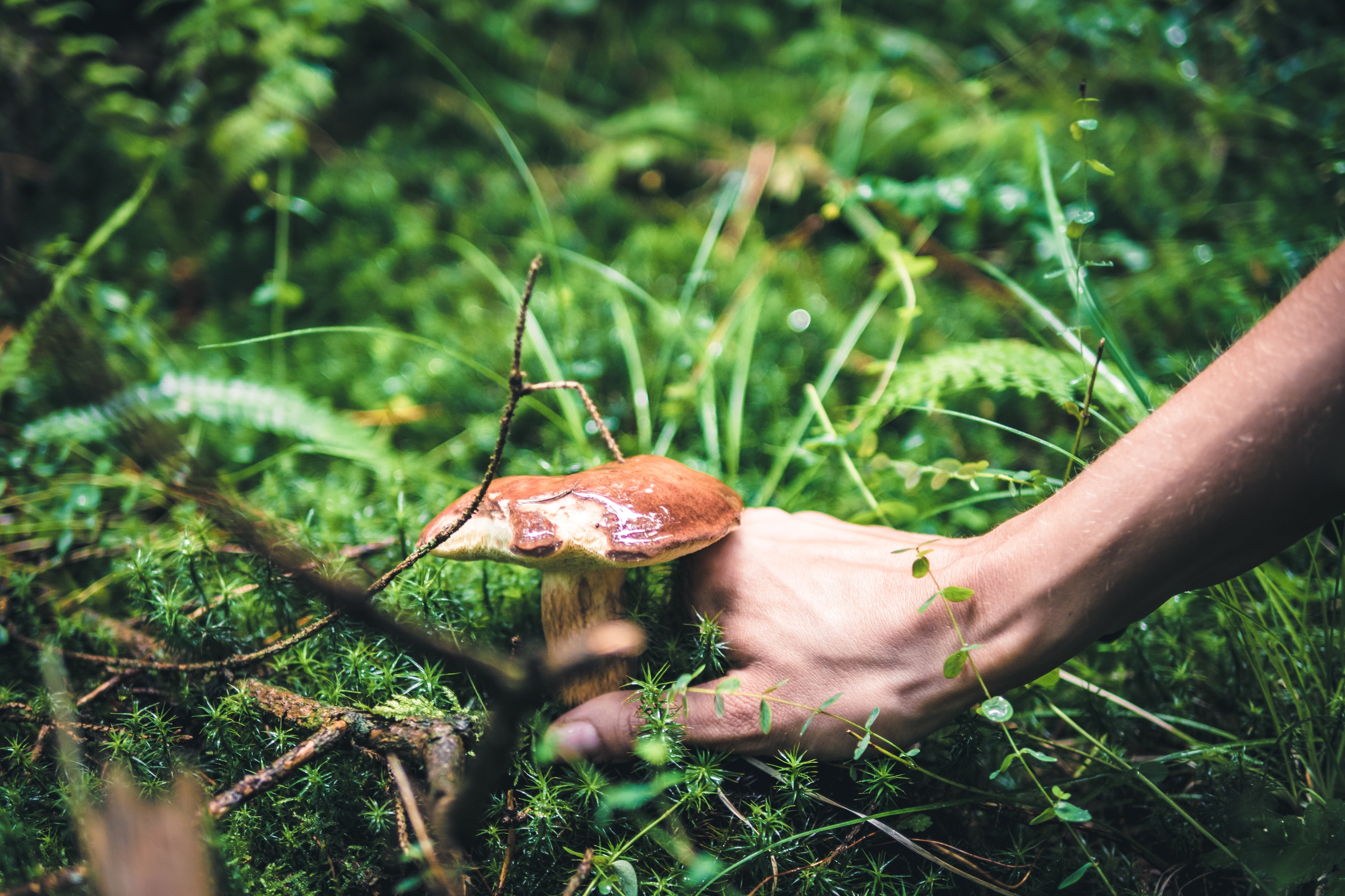 why-fungi-are-important-to-the-environment-and-your-garden-happysprout