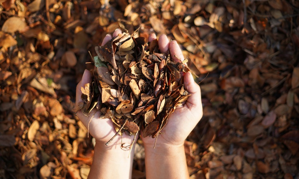 Hands full of fallen leaves