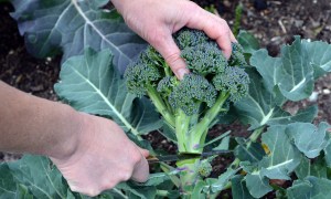 Harvesting broccoli