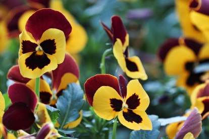 Pansies: A complete care guide | HappySprout