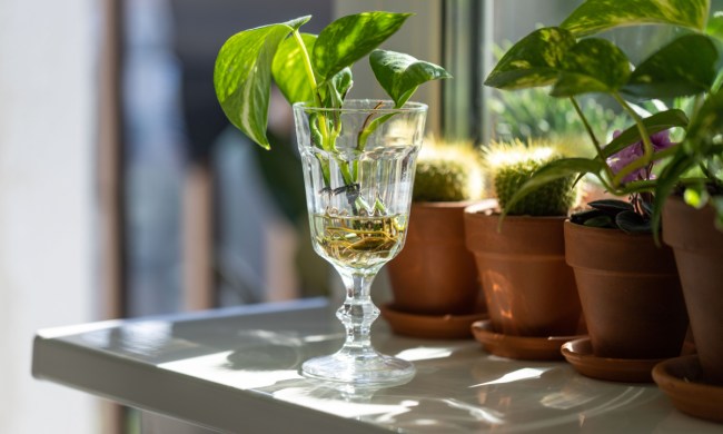 Golden pothos cutting rooting in a glass