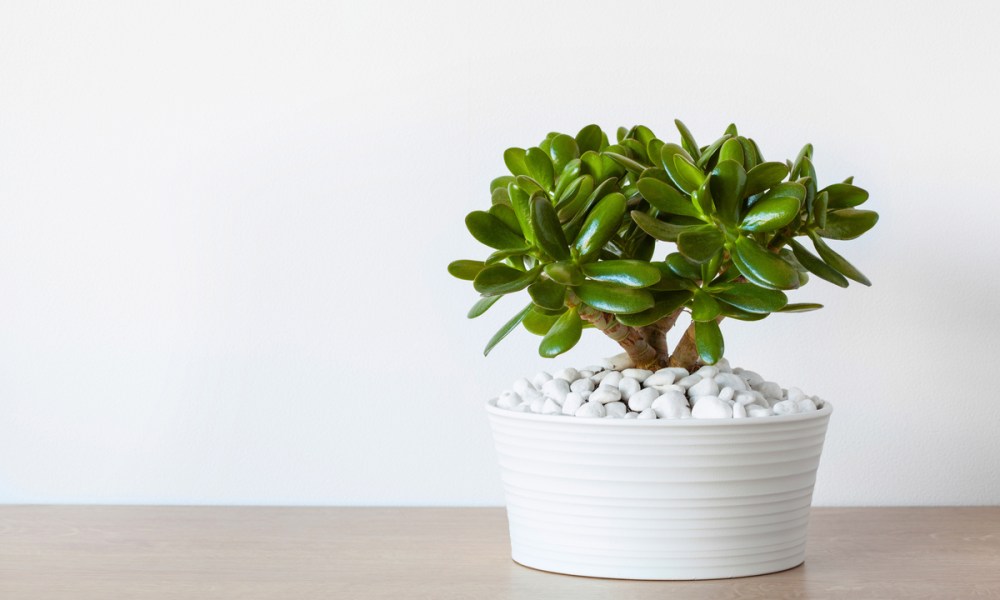 A small jade plant in a white pot