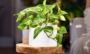 A small pothos in a white pot