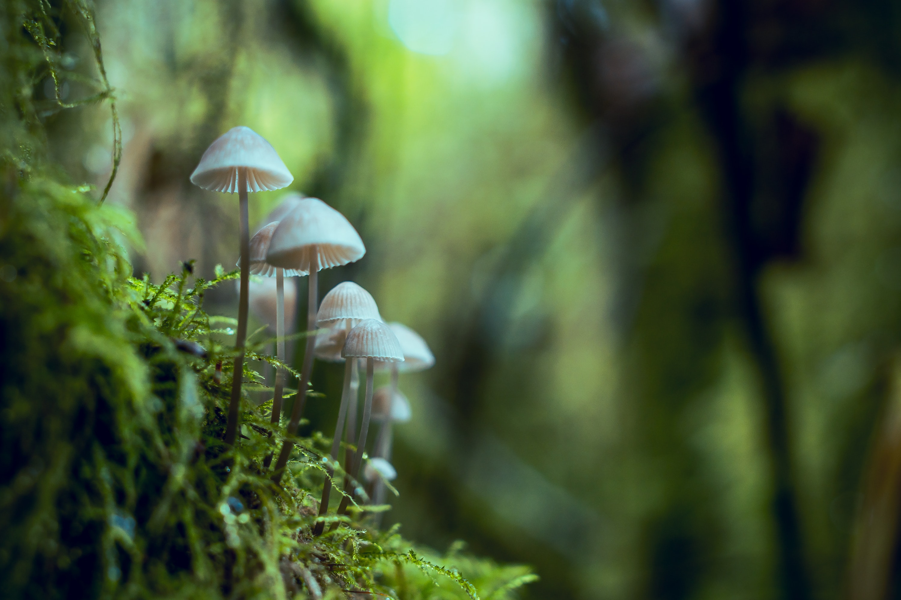 Why Fungi Are Important To The Environment And Your Garden HappySprout