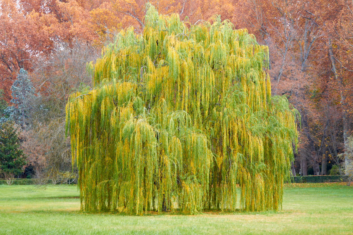 best trees wet zones willow in fall