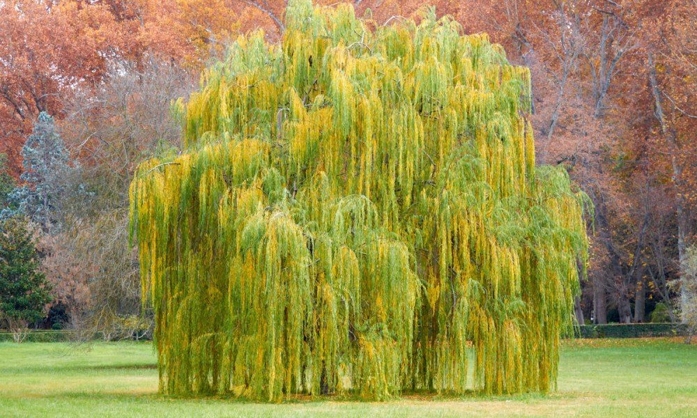 A weeping willow in fall