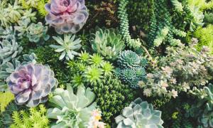 succulents in home office