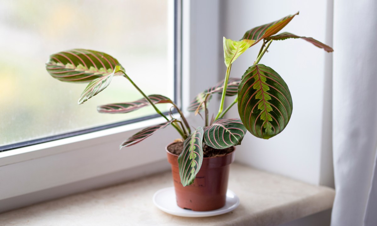 Prayer plant