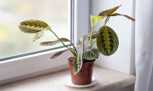 Prayer plant