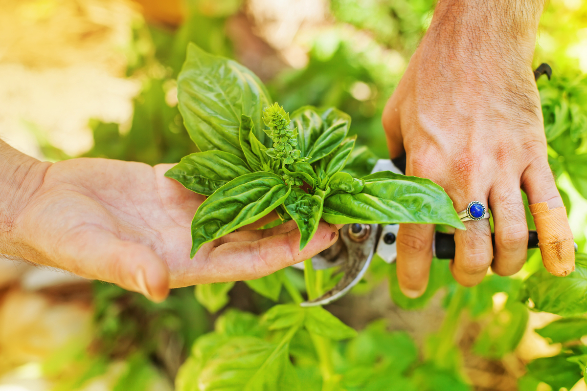 Can Basil Survive the Cold Winter Months HappySprout