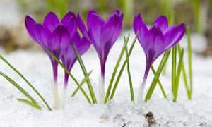 Purple crocus flowers in the snow