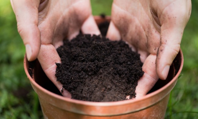 Hands scooping soil out of a flower pot