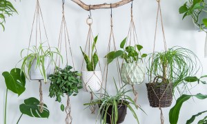 A group of hanging basket plants