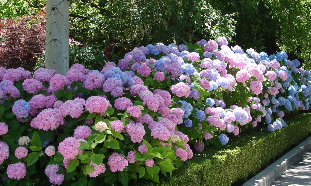 Purple and blue hydrangeas