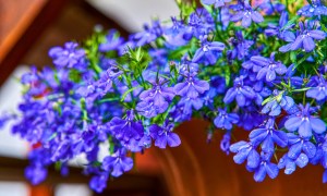 Lobelia erinus blooming in a container