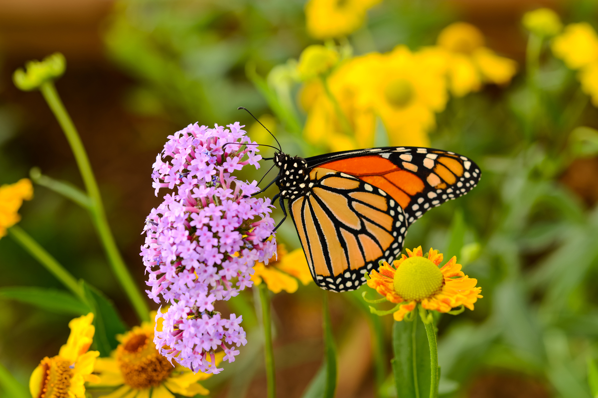 Everything You Need For Making A Beautiful Butterfly Garden | HappySprout