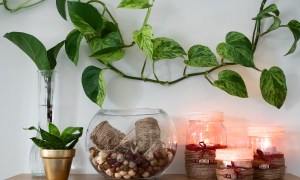 A pothos as a wall vine