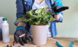 A person laying out all the materials to fertilize a houseplant