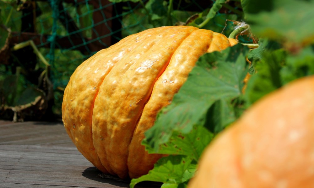 A large pumpkin grows on a vine