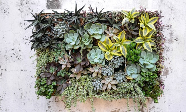 A succulent plant wall garden