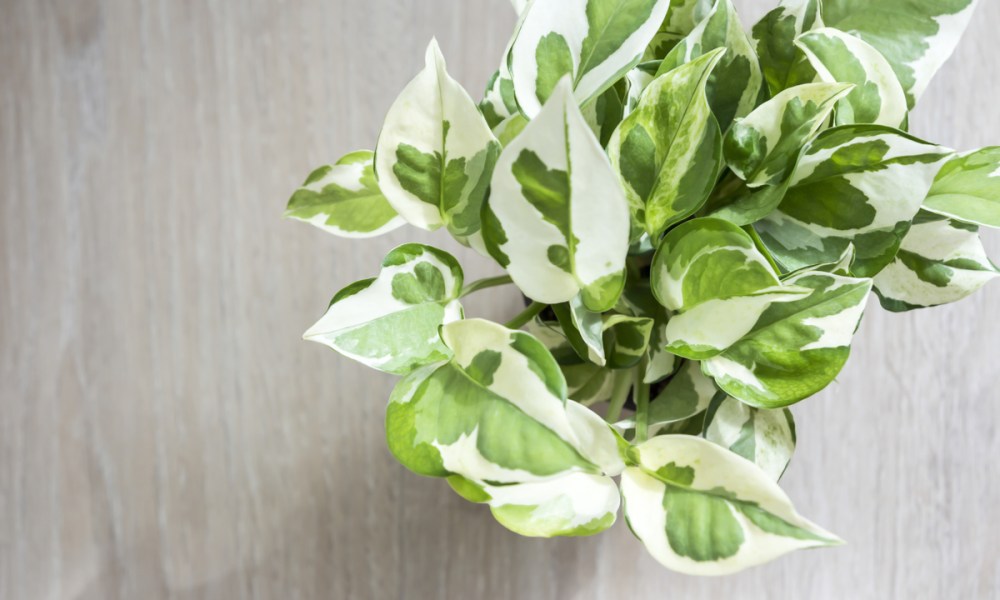 Top-down view of a variegated potted pothos