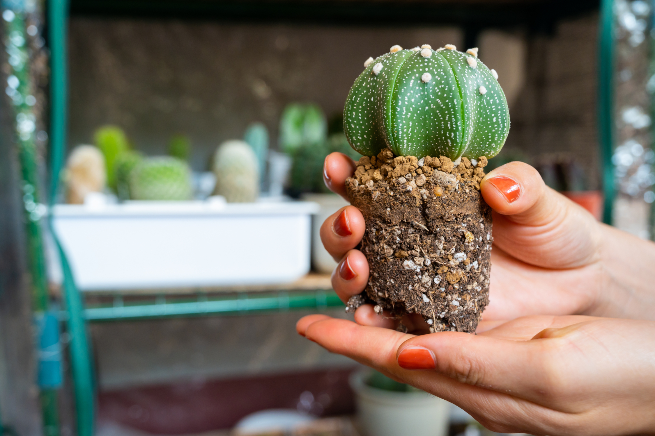 A person holding a small, unpotted cactus