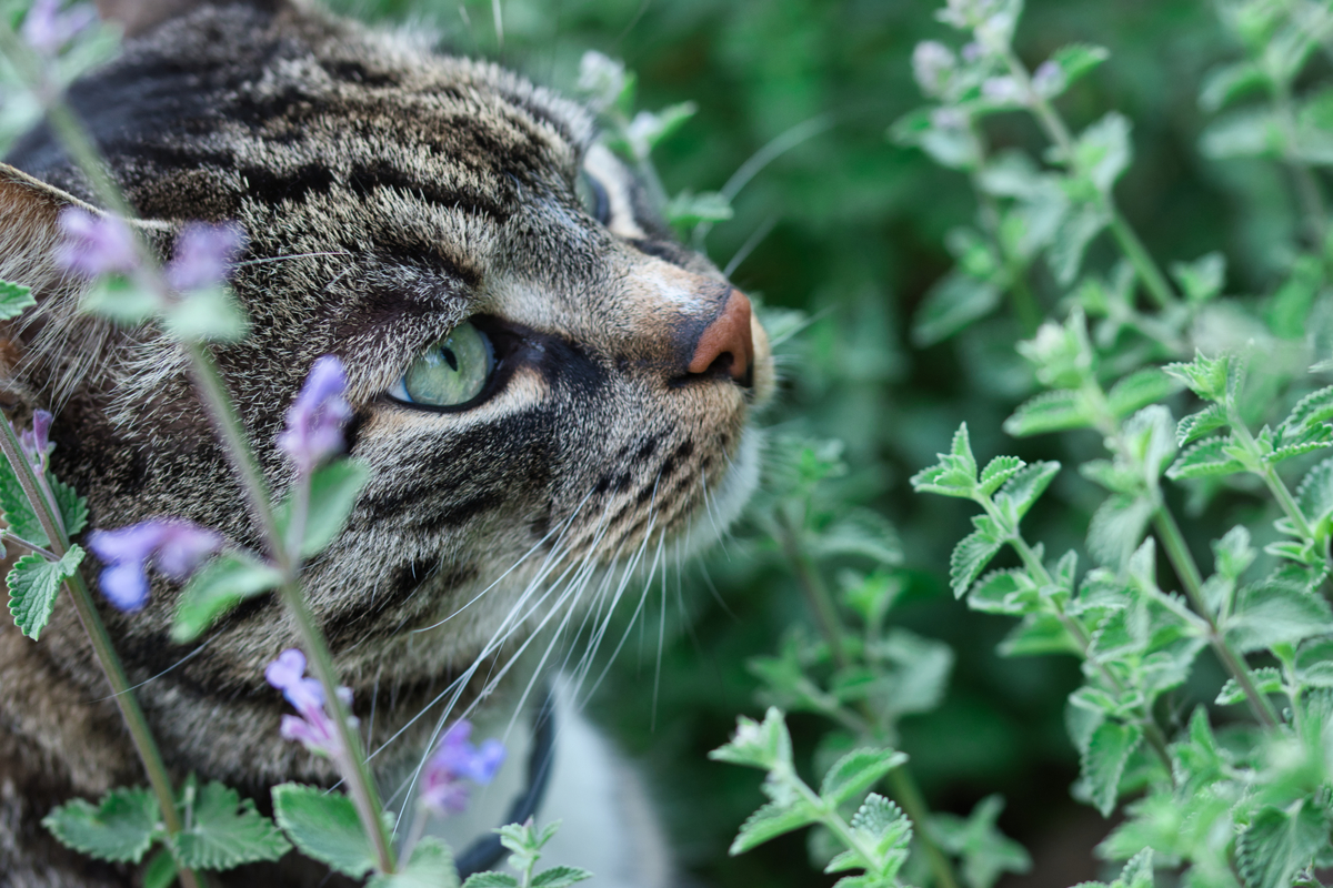 grow these plants for cats catnip and cat