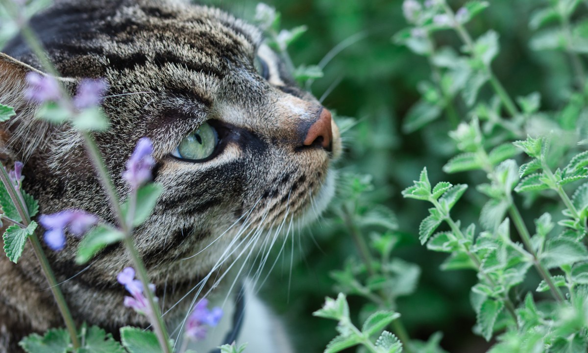 Catnip and cat