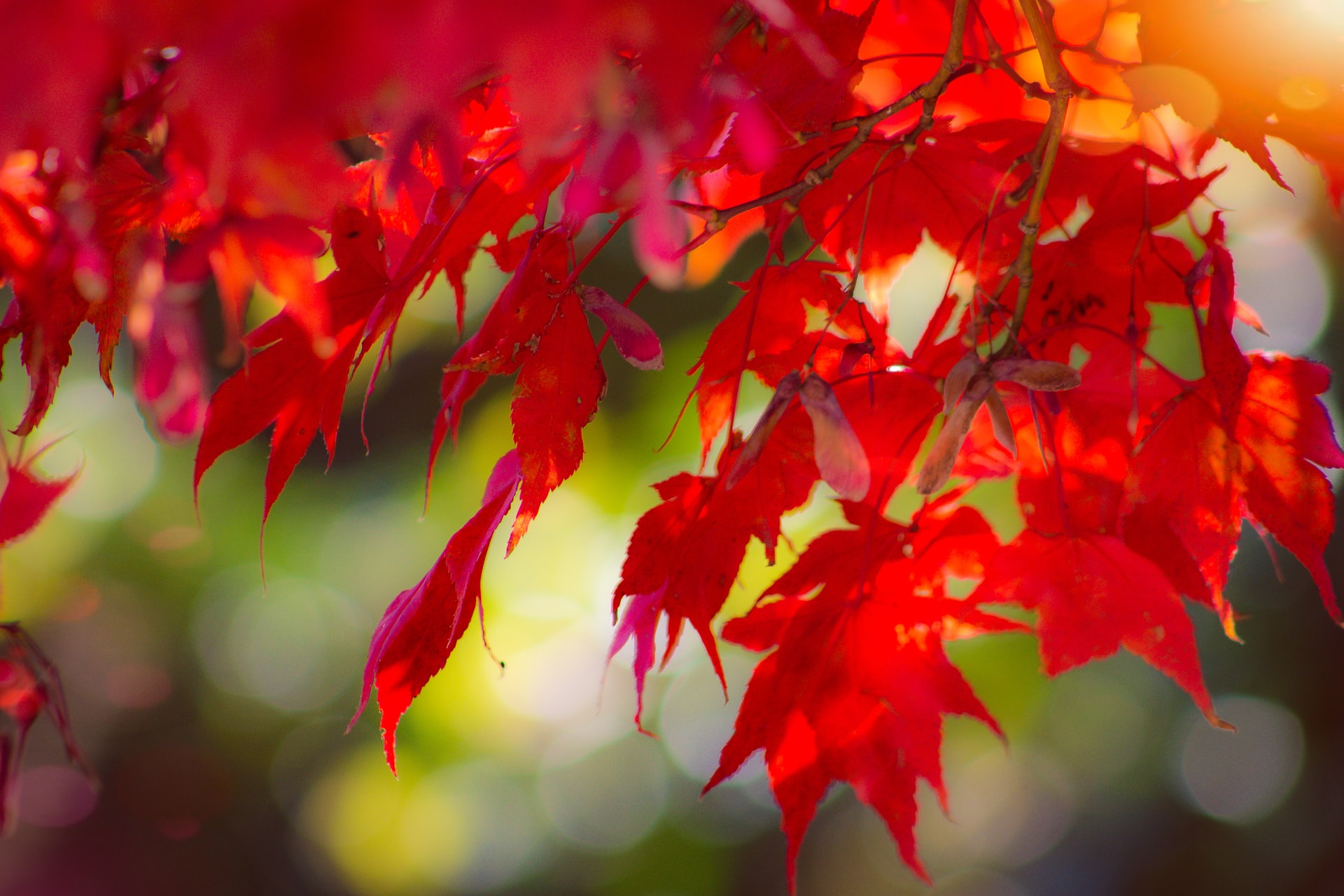 climate zone seven plants japanese maple tree