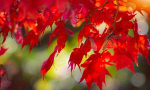 Japanese maple tree