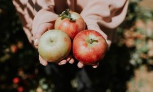 Apple harvest