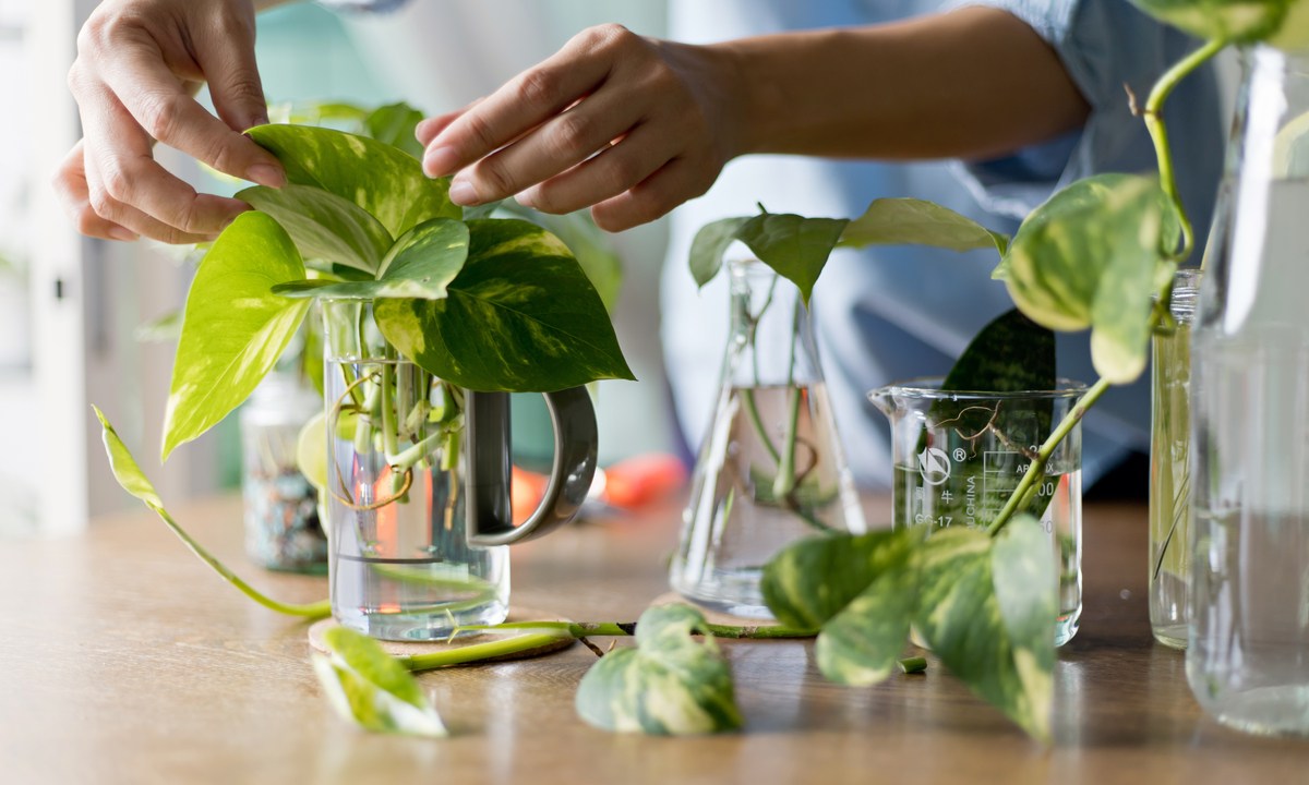 A person propagating pothos plants