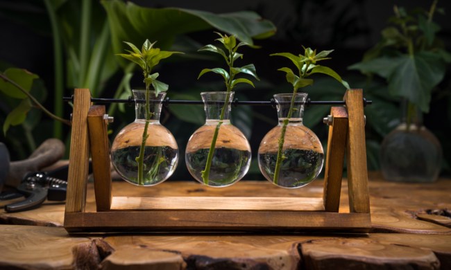 A propagation station in a wooden frame with three glass jars and plant cuttings