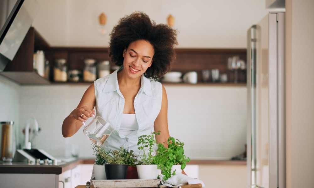 A woman watering her indoor herbs