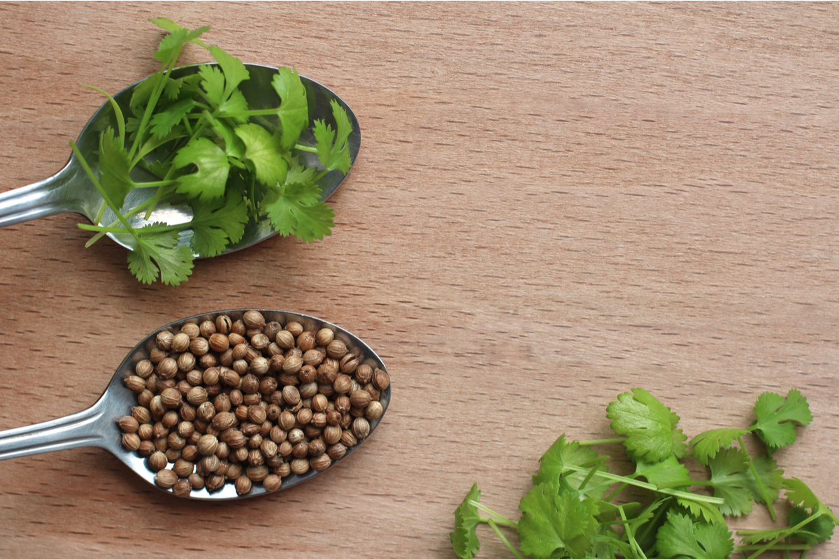 Coriander Vs Cilantro: Are They The Same? | HappySprout