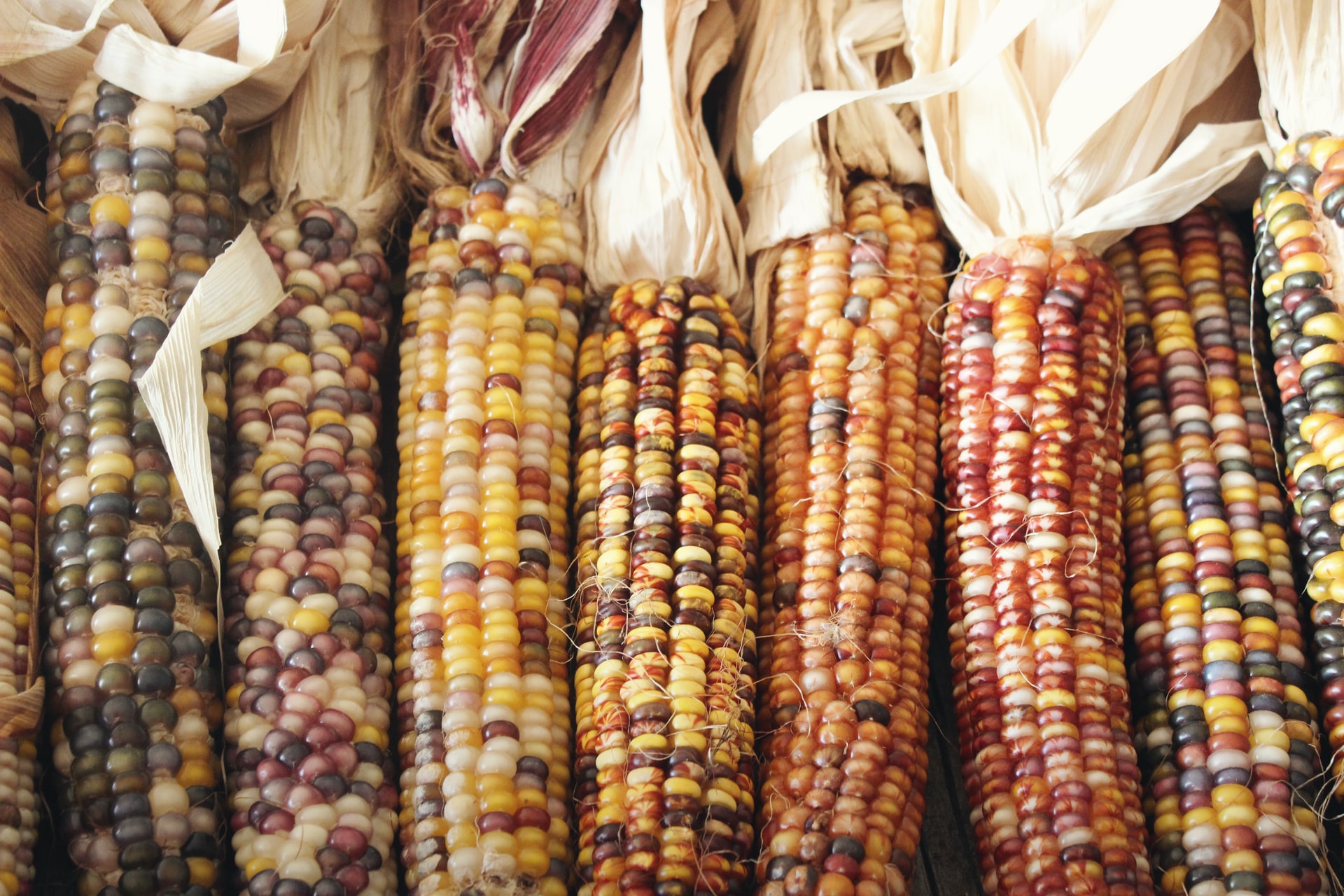 4 Ways To Use Dried Corn Stalks Into Your Fall Decorating | HappySprout