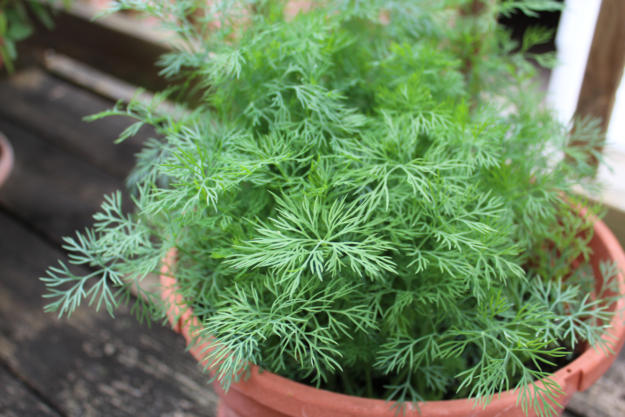 Image of Dill and carrots companion planting, pot