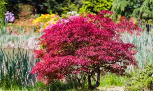 Dwarf Japanese maple tree