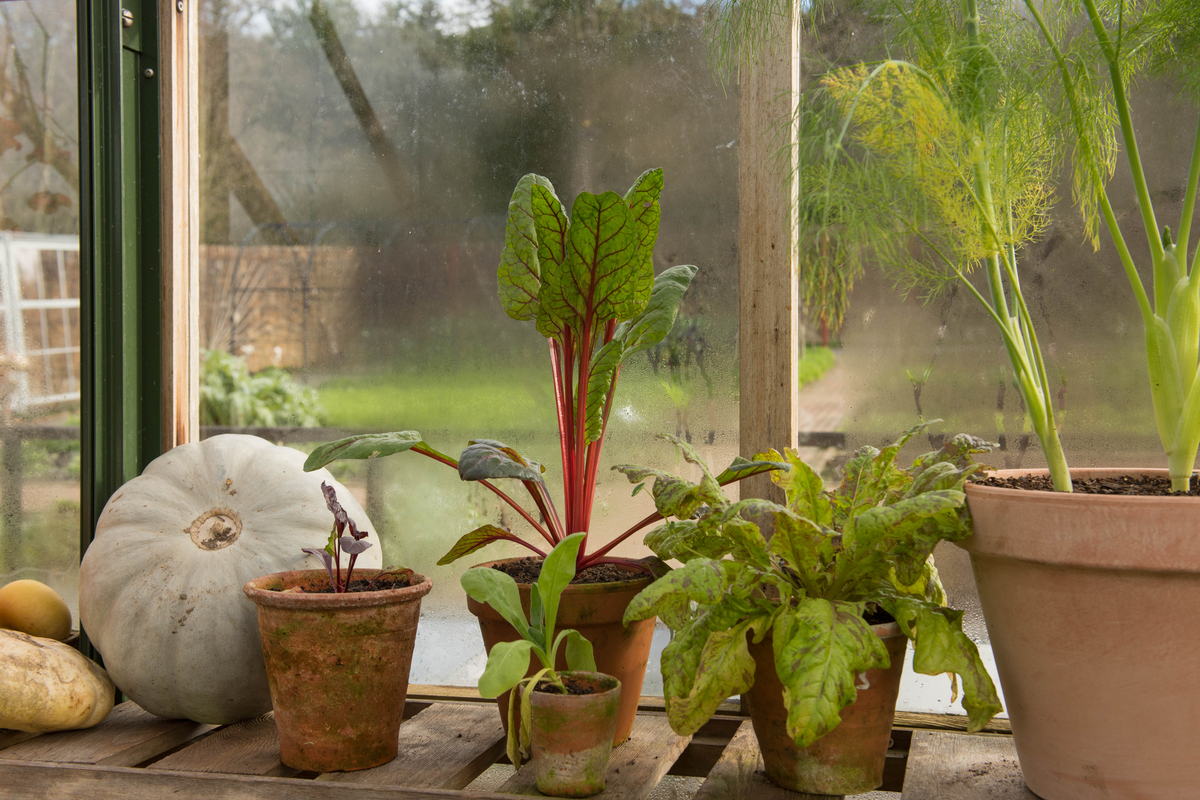 Take These Steps To Winterize Your Greenhouse Correctly | HappySprout