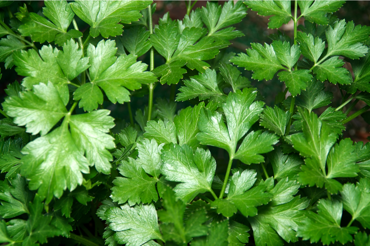 Italian parsley close-up