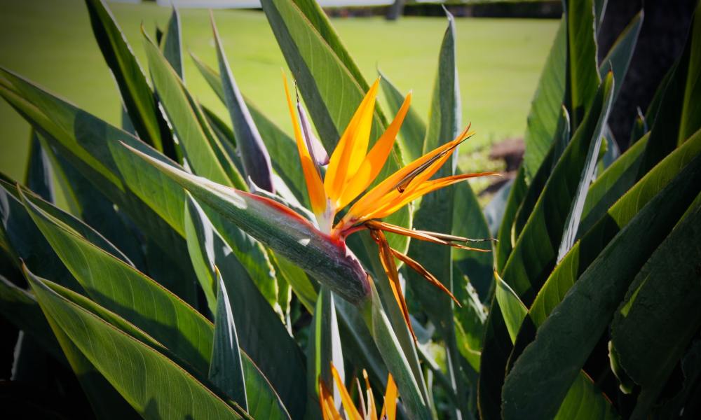 bird of paradise plant