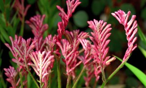 Beautiful kangaroo paw flowers