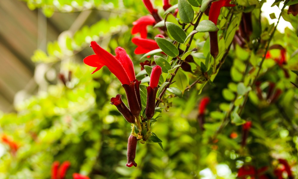 Lipstick plant