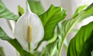 The flower of a peace lily