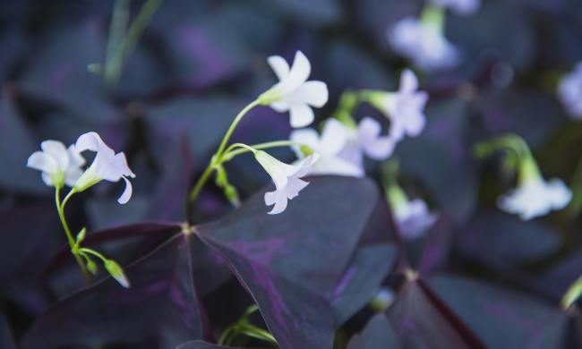 Oxalis plant with white flowers