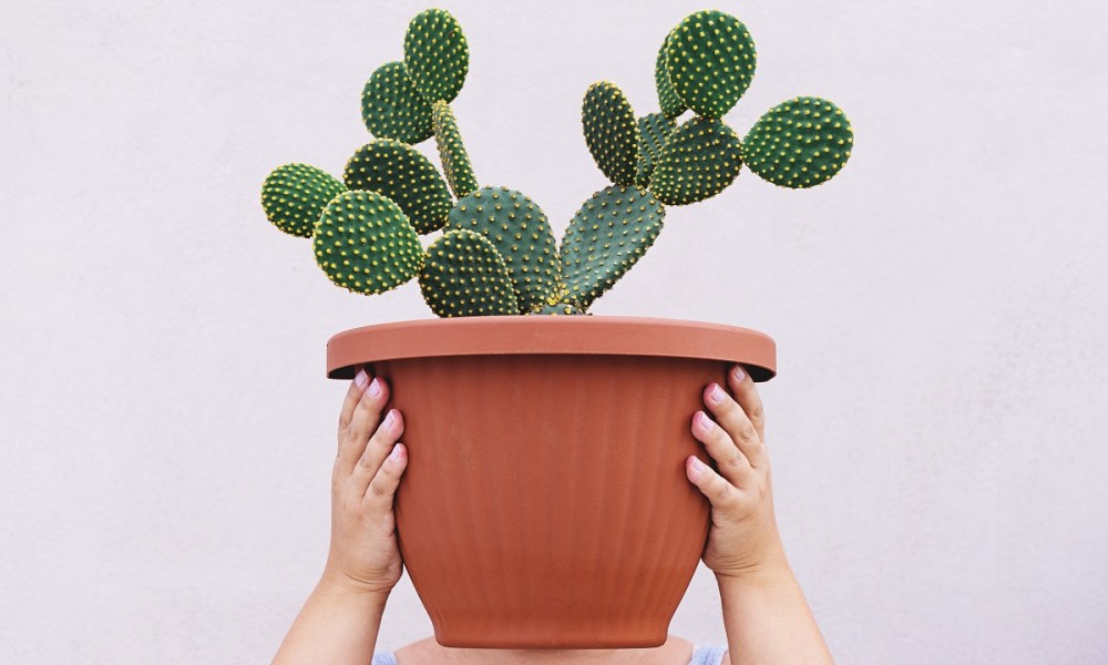 A large potted cactus