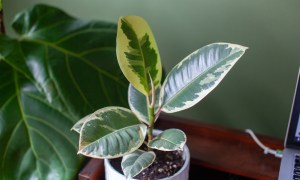 Variegated rubber tree plant in a white pot