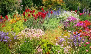 A wildflower garden full of colorful flowers